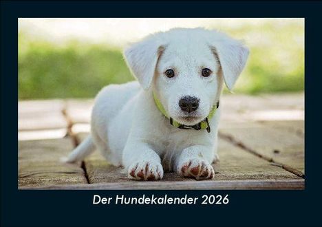 Tobias Becker: Der Hundekalender 2026 Fotokalender DIN A5, Kalender