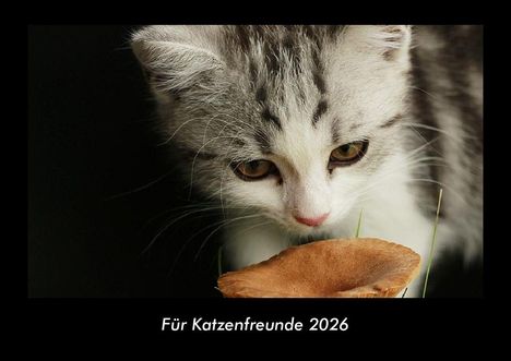 Tobias Becker: Für Katzenfreunde 2026 Fotokalender DIN A3, Kalender