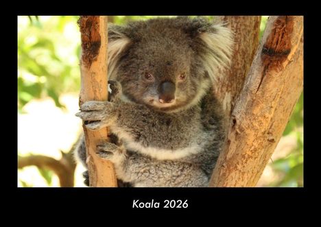 Tobias Becker: Koala 2026 Fotokalender DIN A3, Kalender