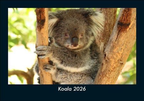 Tobias Becker: Koala 2026 Fotokalender DIN A5, Kalender