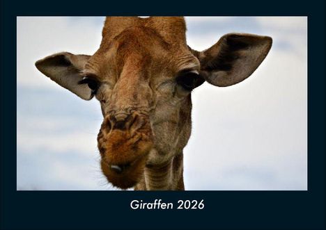 Tobias Becker: Giraffen 2026 Fotokalender DIN A4, Kalender