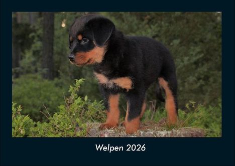 Tobias Becker: Welpen 2026 Fotokalender DIN A4, Kalender