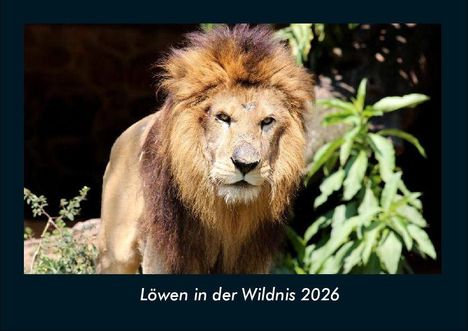 Tobias Becker: Löwen in der Wildnis 2026 Fotokalender DIN A4, Kalender