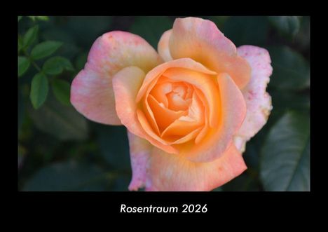 Tobias Becker: Rosentraum 2026 Fotokalender DIN A3, Kalender