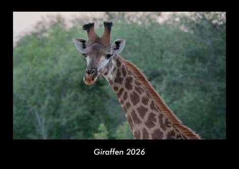 Tobias Becker: Giraffen 2026 Fotokalender DIN A3, Kalender