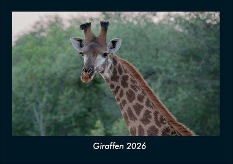 Tobias Becker: Giraffen 2026 Fotokalender DIN A4, Kalender