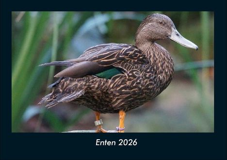 Tobias Becker: Enten 2026 Fotokalender DIN A4, Kalender