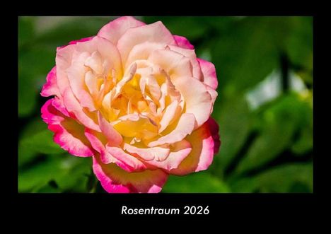 Tobias Becker: Rosentraum 2026 Fotokalender DIN A3, Kalender