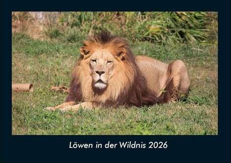 Tobias Becker: Löwen in der Wildnis 2026 Fotokalender DIN A4, Kalender