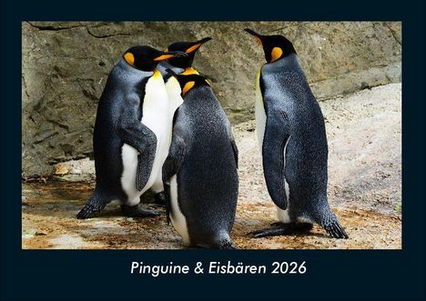 Tobias Becker: Pinguine & Eisbären 2026 Fotokalender DIN A4, Kalender