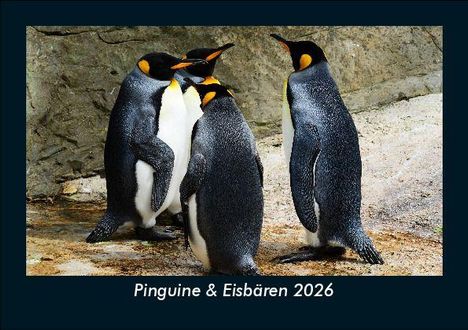Tobias Becker: Pinguine & Eisbären 2026 Fotokalender DIN A5, Kalender
