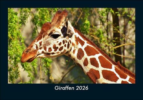 Tobias Becker: Giraffen 2026 Fotokalender DIN A5, Kalender