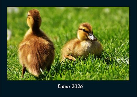 Tobias Becker: Enten 2026 Fotokalender DIN A4, Kalender