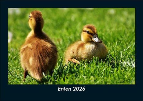 Tobias Becker: Enten 2026 Fotokalender DIN A5, Kalender