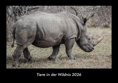 Tobias Becker: Tiere in der Wildnis 2026 Fotokalender DIN A3, Kalender
