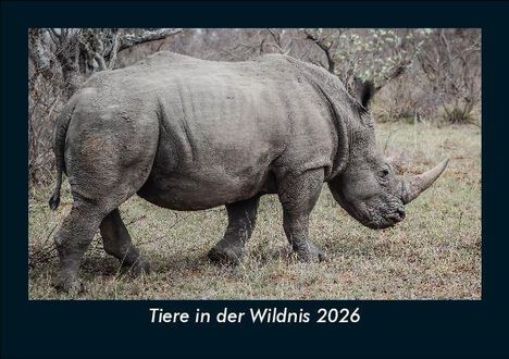 Tobias Becker: Tiere in der Wildnis 2026 Fotokalender DIN A5, Kalender
