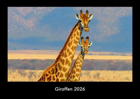 Tobias Becker: Giraffen 2026 Fotokalender DIN A3, Kalender