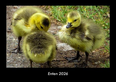 Tobias Becker: Enten 2026 Fotokalender DIN A3, Kalender
