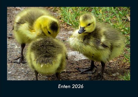 Tobias Becker: Enten 2026 Fotokalender DIN A4, Kalender