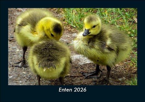 Tobias Becker: Enten 2026 Fotokalender DIN A5, Kalender