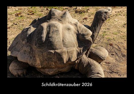 Tobias Becker: Schildkrötenzauber 2026 Fotokalender DIN A3, Kalender