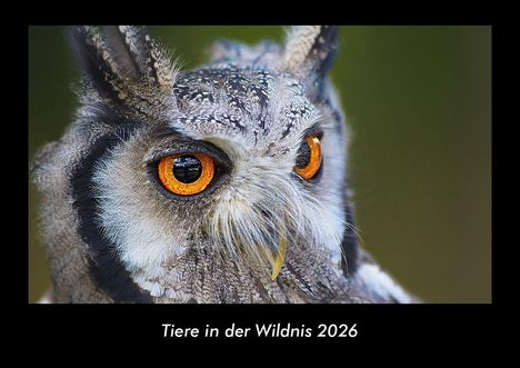 Tobias Becker: Tiere in der Wildnis 2026 Fotokalender DIN A3, Kalender