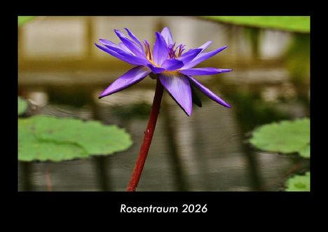 Tobias Becker: Rosentraum 2026 Fotokalender DIN A3, Kalender
