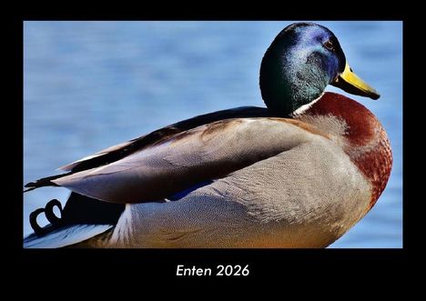 Tobias Becker: Enten 2026 Fotokalender DIN A3, Kalender