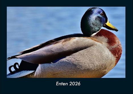 Tobias Becker: Enten 2026 Fotokalender DIN A4, Kalender