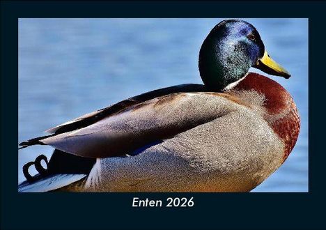 Tobias Becker: Enten 2026 Fotokalender DIN A5, Kalender