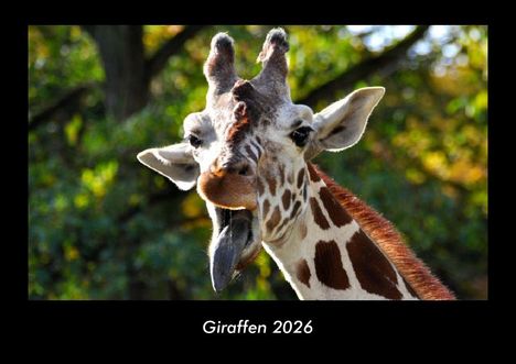 Tobias Becker: Giraffen 2026 Fotokalender DIN A3, Kalender