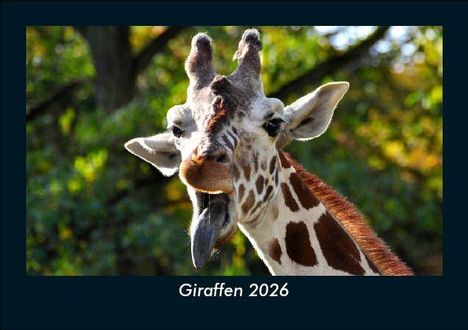 Tobias Becker: Giraffen 2026 Fotokalender DIN A5, Kalender