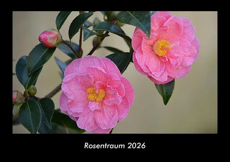 Tobias Becker: Rosentraum 2026 Fotokalender DIN A3, Kalender