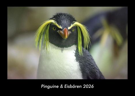 Tobias Becker: Pinguine & Eisbären 2026 Fotokalender DIN A3, Kalender