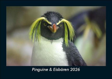 Tobias Becker: Pinguine & Eisbären 2026 Fotokalender DIN A5, Kalender