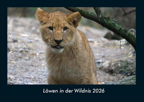 Tobias Becker: Löwen in der Wildnis 2026 Fotokalender DIN A4, Kalender