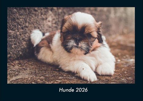 Tobias Becker: Hunde 2026 Fotokalender DIN A4, Kalender