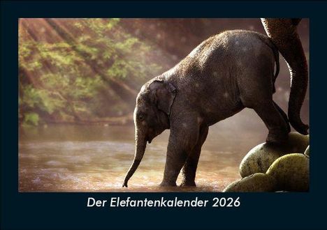Tobias Becker: Der Elefantenkalender 2026 Fotokalender DIN A5, Kalender