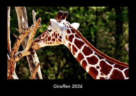 Tobias Becker: Giraffen 2026 Fotokalender DIN A3, Kalender