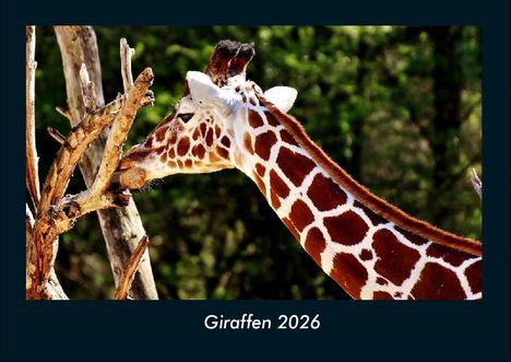 Tobias Becker: Giraffen 2026 Fotokalender DIN A4, Kalender