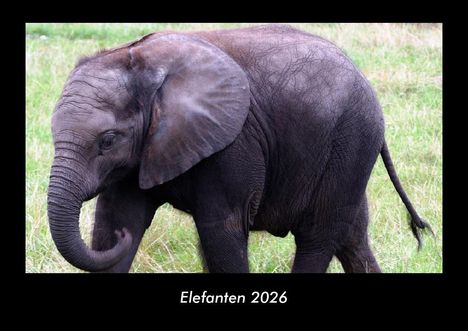 Tobias Becker: Elefanten 2026 Fotokalender DIN A3, Kalender