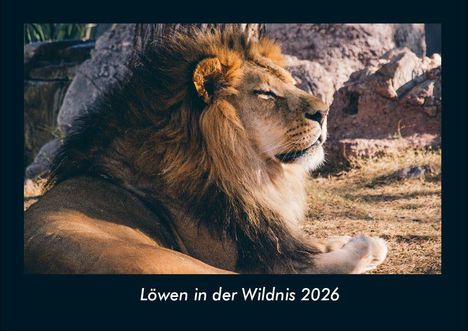 Tobias Becker: Löwen in der Wildnis 2026 Fotokalender DIN A4, Kalender