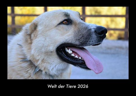 Tobias Becker: Welt der Tiere 2026 Fotokalender DIN A3, Kalender