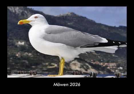 Tobias Becker: Möwen 2026 Fotokalender DIN A3, Kalender