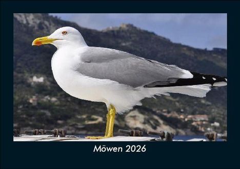 Tobias Becker: Möwen 2026 Fotokalender DIN A5, Kalender