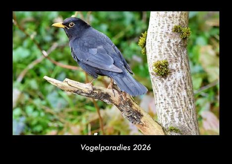 Tobias Becker: Vogelparadies 2026 Fotokalender DIN A3, Kalender