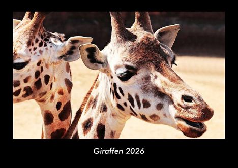 Tobias Becker: Giraffen 2026 Fotokalender DIN A3, Kalender