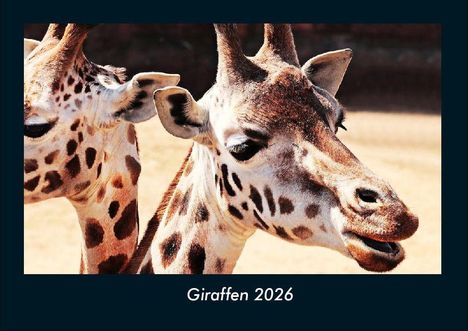 Tobias Becker: Giraffen 2026 Fotokalender DIN A4, Kalender