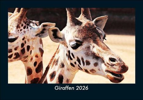 Tobias Becker: Giraffen 2026 Fotokalender DIN A5, Kalender