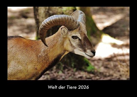 Tobias Becker: Welt der Tiere 2026 Fotokalender DIN A3, Kalender